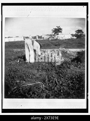 Tas d'os dans le cimetière, nécropole Cristobal Colon, la Havane, titre tiré de la veste., '1597' sur négatif., Detroit Publishing Co. no. 32441., Gift ; State Historical Society of Colorado ; 1949, cimetières. , Bones. , Ouvriers. , Cuba, la Havane. Banque D'Images