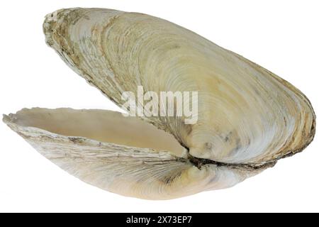 Sable gaper de la mer des Wadden à Cuxhaven, Allemagne isolé sur fond blanc Banque D'Images