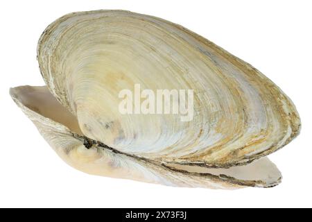 Sable gaper de la mer des Wadden à Cuxhaven, Allemagne isolé sur fond blanc Banque D'Images