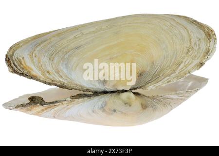 Sable gaper de la mer des Wadden à Cuxhaven, Allemagne isolé sur fond blanc Banque D'Images