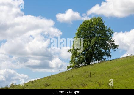 Arbre solitaire unique à flanc de colline dans la réserve naturelle de Hartslock près de Goring dans l'Oxfordshire, Angleterre, Royaume-Uni Banque D'Images