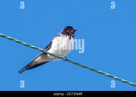 Hirondelle (Hirundo rustica) perchée sur des fils contre le ciel bleu, oiseaux britanniques, Angleterre, Royaume-Uni Banque D'Images