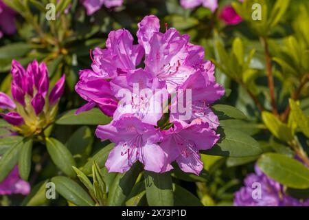 fleurs roses de rhododendron à la lumière du soleil sur un fond flou Banque D'Images