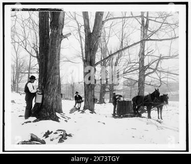 Cueillette de sève dans un camp de sucre d'érable, locale et date de Detroit, catalogue P (1906)., Detroit Publishing Co. No. 019210., Gift ; State Historical Society of Colorado ; 1949, Sugar Maple Tapping. , Neige. , Traîneaux et traîneaux. , États-Unis, Vermont. Banque D'Images