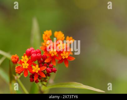 Flore de Gran Canaria - Asclepias curassavica, asclépias tropicale, plante introduite, fond floral macro naturel Banque D'Images