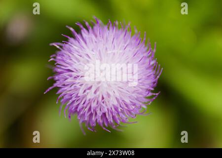 Flore de la Palma - Cheirolophus junonianus, centaurie endémique à l'île, fond macro floral naturel Banque D'Images