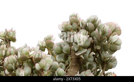 Crassula arborescens aka argenté plante jade feuilles succulentes Banque D'Images