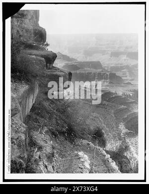 Hanging Rock, Grand View Trail, Grand Canyon, Ariz., Detroit Publishing Co. No. 019252., Gift ; State Historical Society of Colorado ; 1949, Canyons. , Formations rocheuses. , Trails & Paths. , États-Unis, Arizona, Grand Canyon. Banque D'Images