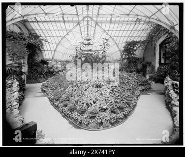 Conservatory on belle Isle Park, Interior, Detroit, Mich., 'G 3147' on Negative., Detroit Publishing Co. No. 034044., Gift ; State Historical Society of Colorado ; 1949, Greenhouses. , Intérieurs. , Plantes. , États-Unis, Michigan, Detroit. Banque D'Images