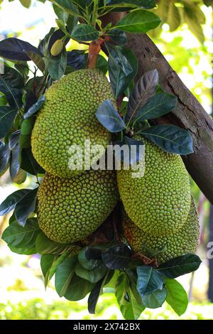 Les arbres à jackfruit portent des fruits abondants dans les plantations Banque D'Images