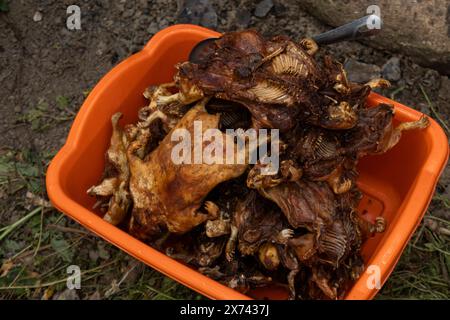 Cobaye frit (cuy), nourriture traditionnelle des Andes Banque D'Images