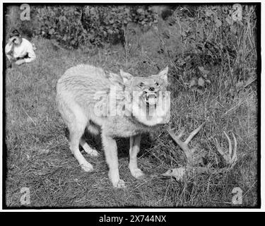 Un loup à bois du nord du Michigan, Sault Sainte Marie, titre tiré de la veste., 'G 4582 1/2' sur négatif., Detroit Publishing Co. No. 043493., Gift ; State Historical Society of Colorado ; 1949, Taxidermy. , Wolves. , États-Unis, Michigan, Sault Sainte Marie. Banque D'Images