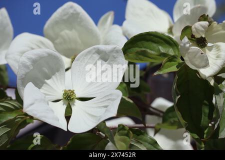 Chien blanc à fleurs japonaises avec de grandes fleurs Banque D'Images