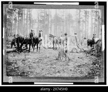 Débardage de grumes de pin, Keystone Lumber Company, titre tiré de la veste., 'd' sur négatif., Detroit Publishing Co. No. 043157., Gift ; State Historical Society of Colorado ; 1949, Logs. , Industrie du bois. , Chevaux. Banque D'Images