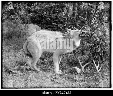 Un loup à bois du nord du Michigan, Sault Sainte Marie, titre tiré de la veste., 'G 4588' sur négatif., Detroit Publishing Co. No. 043494., Gift ; State Historical Society of Colorado ; 1949, Taxidermy. , Wolves. , États-Unis, Michigan, Sault Sainte Marie. Banque D'Images