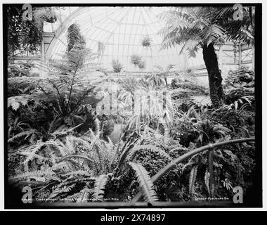 Conservatory on belle Isle Park, Interior, Detroit, Mich., 'G 3149' on Negative., Detroit Publishing Co. No. 034042., Gift ; State Historical Society of Colorado ; 1949, Greenhouses. , Intérieurs. , Ferns. , États-Unis, Michigan, Detroit. Banque D'Images