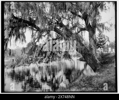 Live Oak, Magnolia Cemetery, Charleston, S.C., date basée sur Detroit, catalogue J (1901)., Detroit Publishing Co. No. 05798., Gift ; State Historical Society of Colorado ; 1949, cimetières. , Chênes. , Mousse espagnole. , Front de mer. , États-Unis, Caroline du Sud, Charleston. Banque D'Images