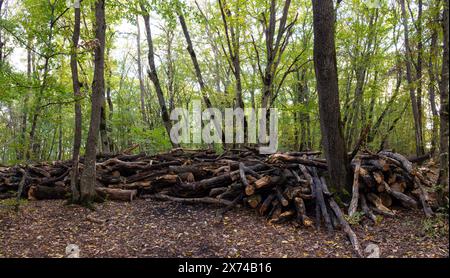 De nombreuses bûches se trouvent sous les arbres dans la forêt. Banque D'Images