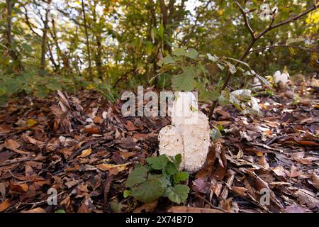 Beaux tabourets blancs dans la forêt d'automne. Azerbaïdjan. Banque D'Images