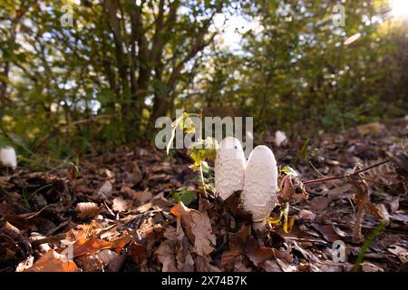 Beaux tabourets blancs dans la forêt d'automne. Azerbaïdjan. Banque D'Images