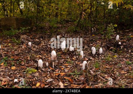 Beaux tabourets blancs dans la forêt d'automne. Azerbaïdjan. Banque D'Images