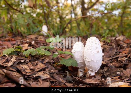 Beaux tabourets blancs dans la forêt d'automne. Azerbaïdjan. Banque D'Images