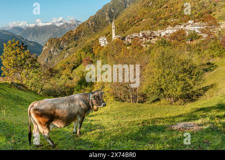 Vache suisse dans le pâturage près de Soglio dans la vallée de Bregaglia à l'automne Grisons, Suisse Banque D'Images