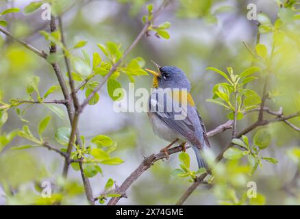 Parula du Nord perchée sur la branche chantant au printemps à Ottawa, Canada Banque D'Images