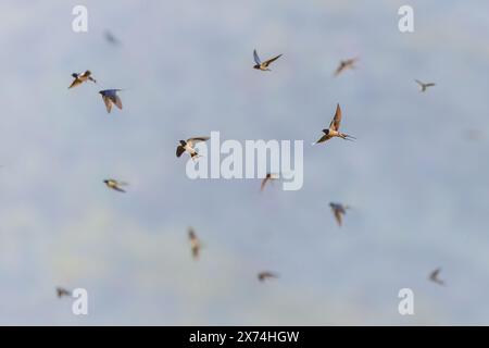 Hirondelle de grange (Hirundo rustica) grand groupe d'oiseaux sur la route de migration sur Lesbos. Comme l'un des premiers migrants, cette espèce est considérée comme un sig précoce Banque D'Images