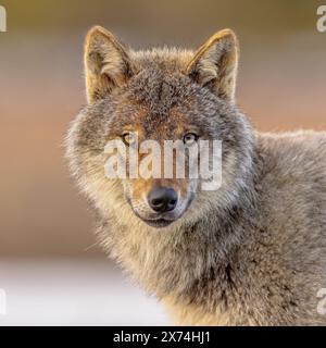 Le loup eurasien (Canis lupus lupus), également connu sous le nom de loup commun, est une sous-espèce de loup gris originaire d'Europe et d'Asie. C'était autrefois une gorge répandue Banque D'Images