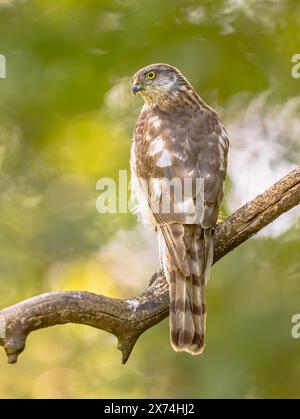 Sparrowhawk eurasien (Accipiter nisus) oiseau de proie femelle également connu sous le nom de Sparrowhawk du nord ou Sparrowhawk assis sur une branche. Wildlife sc Banque D'Images