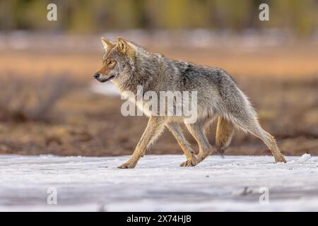 Le loup eurasien (Canis lupus lupus), également connu sous le nom de loup commun, est une sous-espèce de loup gris originaire d'Europe et d'Asie. C'était autrefois une gorge répandue Banque D'Images
