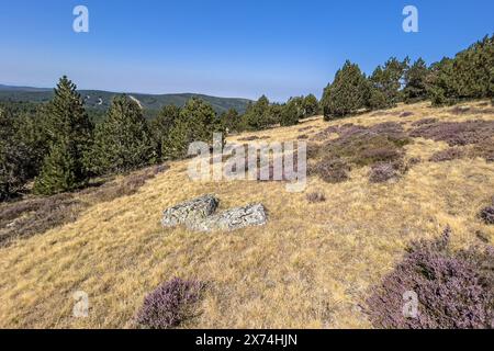 Végétation de bruyère sur le Mont Aigoual, Cévennes France. Paysage scène de la nature en Europe. Banque D'Images