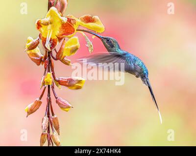 Femelle hermite verte (Phaethornis Guy) est un grand colibri qui est un éleveur résident du sud de l'Amérique centrale (Costa Rica et Panama) au sud Banque D'Images