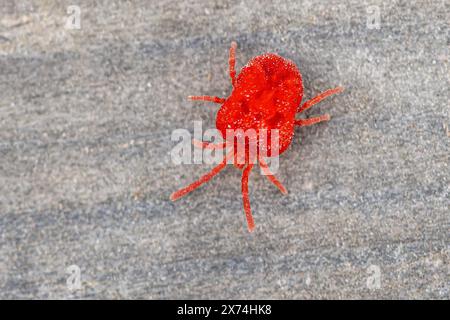 L'acarien rouge (Trombidium holosericeum) est une espèce d'acarien du genre Trombidium. Il se produit en Europe, en Asie et en Afrique et est communément confondu avec o Banque D'Images