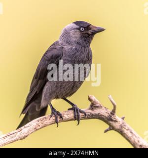 Oiseau jackdaw occidental (Coloeus monedula) perché sur branche sur fond lumineux. Scène animalière de la nature en Europe. Banque D'Images