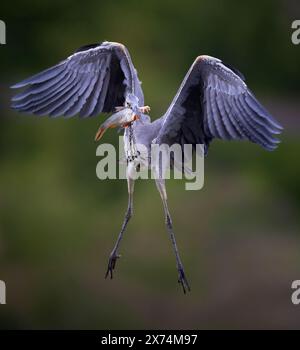 Egretta garzetta se dresse des mouches au nid avec une prise avec un poisson dans son bec, la meilleure photo. Banque D'Images