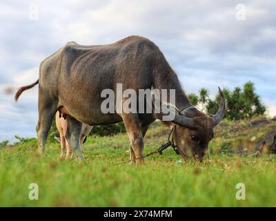 Les buffles des marais cherchent de l'herbe dans la prairie Banque D'Images