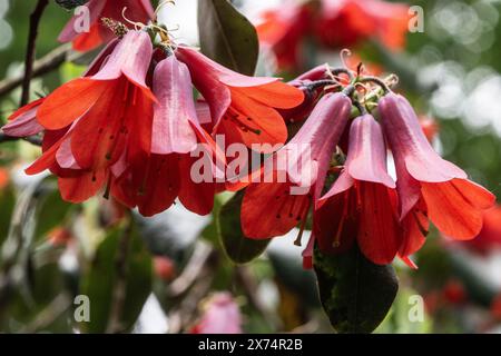 Fleurs de Rhododendron (Rhododendron cinnabarinum Roylei), Emsland, basse-Saxe, Allemagne Banque D'Images