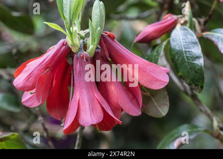 Fleurs de Rhododendron (Rhododendron cinnabarinum Roylei), Emsland, basse-Saxe, Allemagne Banque D'Images