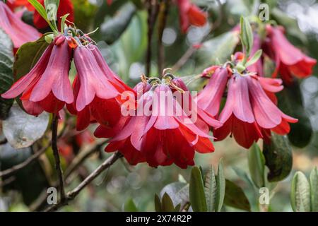 Fleurs de Rhododendron (Rhododendron cinnabarinum Roylei), Emsland, basse-Saxe, Allemagne Banque D'Images