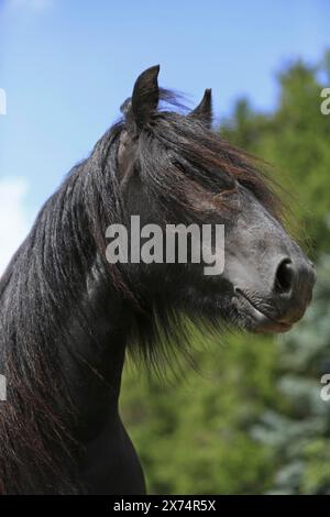 Poney fourrure, noir, poney, portrait Banque D'Images