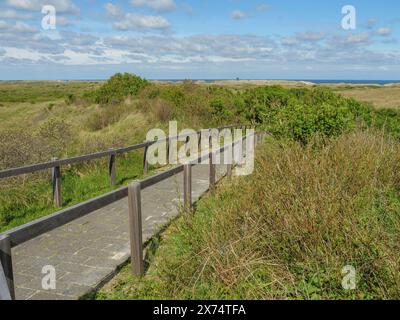 Chemin étroit avec des garde-corps en bois menant à travers des dunes herbeuses, sous un ciel bleu avec des nuages, des dunes et des sentiers sur la mer des Wadden, nuages dans le ciel Banque D'Images