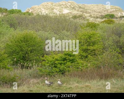 Une paire d'oiseaux se dresse sur une zone herbeuse, entourée de buissons et de dunes de sable en arrière-plan, dune et sentiers sur la mer des Wadden, nuages dans le Banque D'Images