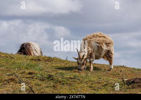 Deux moutons broutant dans un pâturage sous un ciel nuageux, un mouton couché dans l'herbe, pâturant des chèvres dans un paysage de landes au printemps Banque D'Images