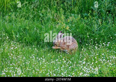 Un lièvre brun (Lepus europaeus) est assis dans un pré vert entouré d'herbe et de fleurs sauvages et preens lui-même, Wismar, Muehlenteich Banque D'Images