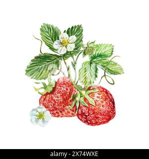 Fraise. Composition de baies, feuilles, fleurs. Illustration d'aquarelle dessinée à la main isolée sur fond blanc. Pour cartes, étiquettes de jus, confiture, PA Banque D'Images