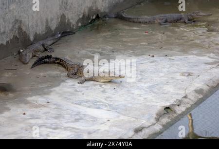 Centre d'élevage de crocodiles dans les Sunderbans. Cette photo a été prise à Koromjol, Sundarbans, Bangladesh. Banque D'Images