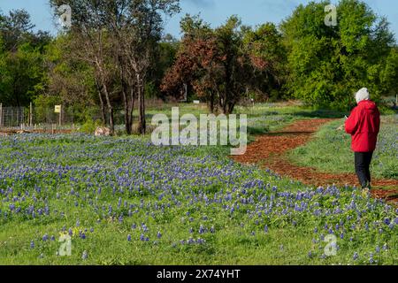 Bluebonnets du Texas (Lupinus texensis) et visiteur sur la voie du Ladybird Johnson Wildflower Center à Austin Texas. Banque D'Images