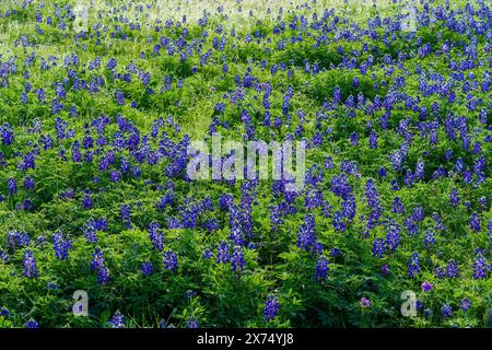 Bluebonnets du Texas (Lupinus texensis) à Ladybird Johnson Wildflower Gardens, Austin Texas Banque D'Images